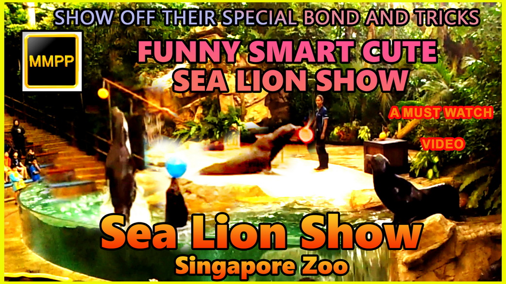 sea lion show sigapore zoo copy resize